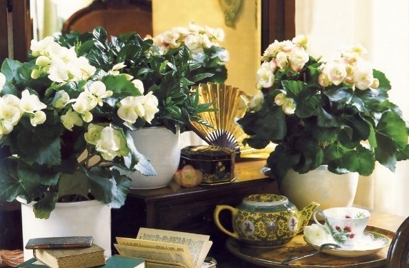 «Эмикс» сухой или правила «легкой руки» для цветения комнатных растений