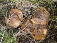 Выращивание лесных грибов