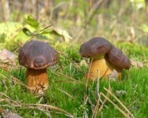 Выращиваем  грибы – помогаем  себе сами