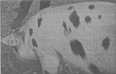 Опыт применения ЭМ-технологии в свиноводстве