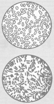 Азотобактер (вверху) и клострилиум (внизу) в поле зрения микроскопа