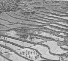 Сеть естественного земледелия в странах Азиатско-Тихоокеанского региона. Вклад Японии