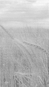 Влияние ЭМ-технологии на урожайность и качество зерна яровой пшеницы
