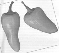 ЭМ-технология при выращивании баклажанов и перца
