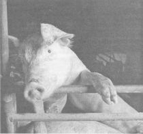 ЭМ-технология и выращивание свиней