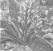 Мангольд (Beta vulgaris eicla)