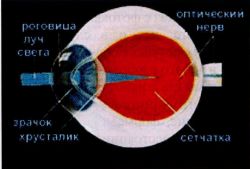 Человеческий глаз