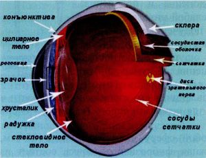 Человеческий глаз