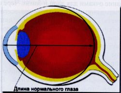 Длина нормального глаза