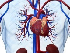 Оптимизация профилактики и лечения заболеваний сердечно-сосудистой системы Литовитами