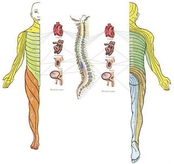 Передняя и задняя поверхность тела