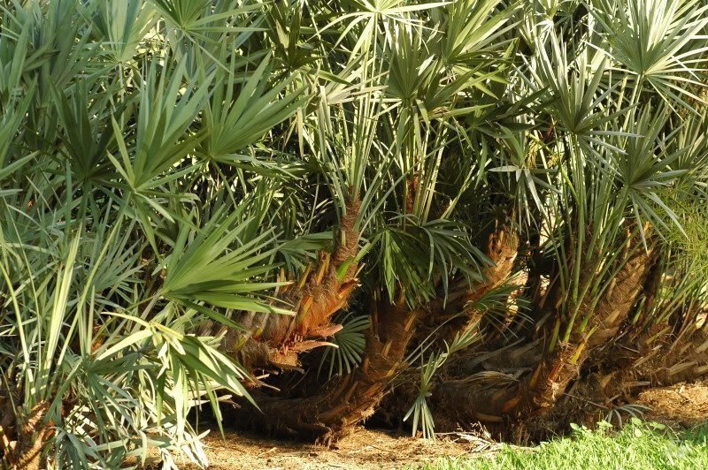 Пальма ползучая (карликовая пальма)