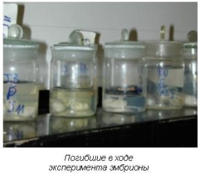 Погибшие в ходе эксперимента эмбрионы