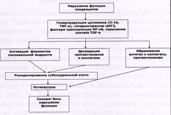 Схема патогенеза ОА