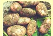 Увеличение урожая картофеля при применении препарата «Байкал ЭМ1»