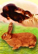 Кролиководство - опыт в личном хозяйстве
