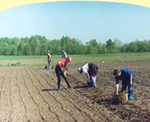 Подготовка почвы и посадка в открытый грунт