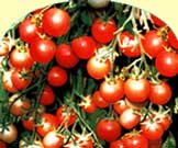 Новаторская технология выращивания томатов