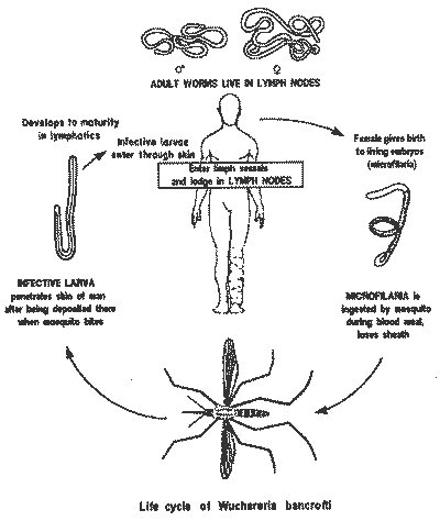 жизненный цикл развития глиста Wuchereria Bancrofti, вызывающего слоновость.