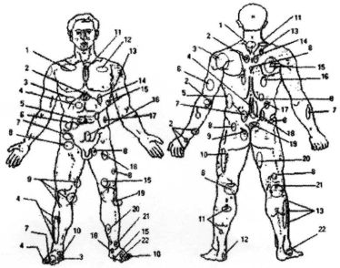 Проекции органов и участков тела на поверхность тела