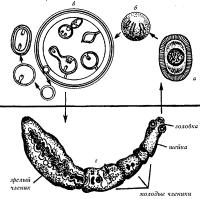 Жизненный цикл эхинококка
