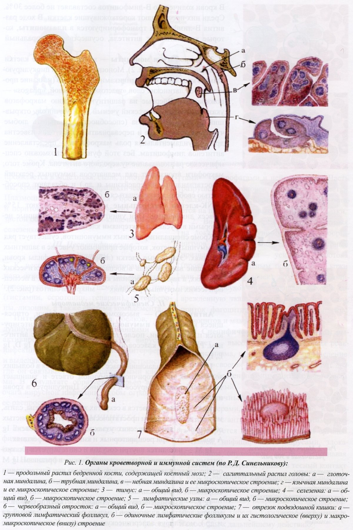 Кроветворение какие органы. Периферические органы кроветворения и иммунной системы. Органы кроветворной и иммунной системы анатомия. Кроветворные органы животных анатомия. Система органов кроветворения.